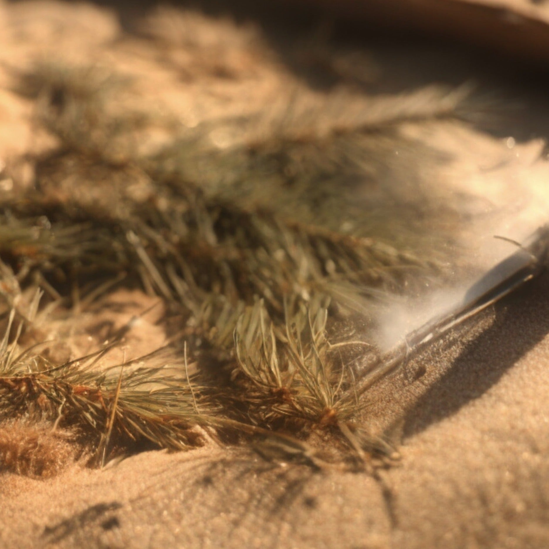 Pine needles on beach sand